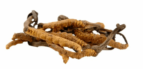 cordyceps perretxikoa Gluconol-en